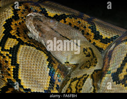 Python réticulé asiatique enroulé (Broghammerus reticulatus, Malayopython reticulatus, Python reticulatus) gros plan de la tête Banque D'Images