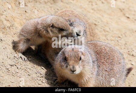 North American Black chiens de prairie (Cynomys ludovicianus), un jeune garçon espiègle et les parents Banque D'Images