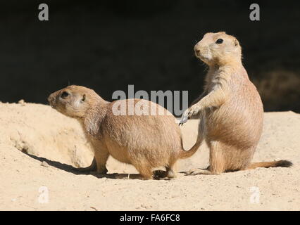 Paire de North American Black chiens de prairie (Cynomys ludovicianus) à côté de leur terrier Banque D'Images