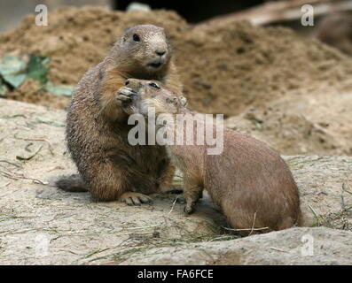 L'intimité entre deux chiens de prairie à queue noire (Cynomys ludovicianus) Banque D'Images