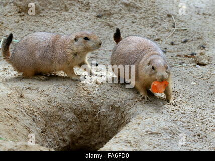 North American Black Chien de prairie (Cynomys ludovicianus) chamailleries sur l'alimentation Banque D'Images