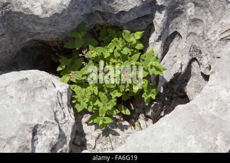 Germandrée Teucrium scorodonia (lapiez) croissant dans le Burren -, Clare, Irlande Banque D'Images