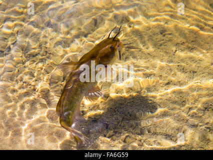 Barbottes brunes (Ameiurus nebulosus) dans une eau transparente Banque D'Images