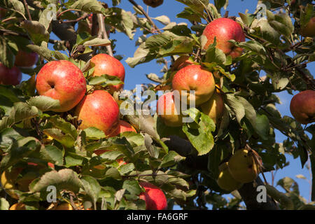 Pommes aromatiques Cornish sur arbre à RHS Wisley Banque D'Images