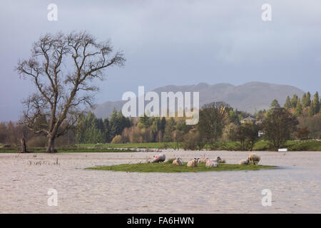 Stirling, Scotland, UK - 22 décembre 2015 : Météo France. Les moutons échoués sur une île entourée de champs inondés dans le champ Afficher Drymen, où l'assemblée annuelle de la Société agricole de Stirling Stirling se tiendra. Credit : kayrtravel/Alamy Live News Banque D'Images