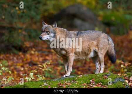 Le loup gris d'Europe (Canis lupus) en forêt d'automne Banque D'Images