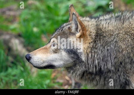 Le loup gris d'Europe (Canis lupus) portrait Banque D'Images