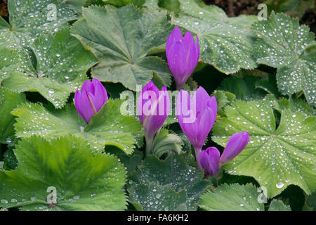 Crocus d'automne s'accroître par le couvert végétal du manteau de pluie chers Banque D'Images