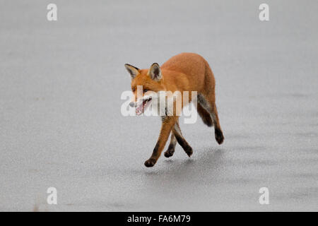 Red Fox sur la glace, lac gelé, Banque D'Images