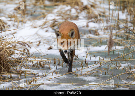 Red Fox sur la glace, lac gelé, Banque D'Images