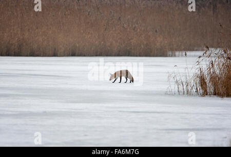 Le renard roux, Vulpes vulpes, marcher sur la glace, l'hiver, la chasse en hiver, marcher sur un lac gelé, Banque D'Images