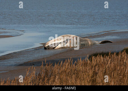 Dead Cachalot, l'estuaire de la Humber, Physeter macrocephalus, Banque D'Images