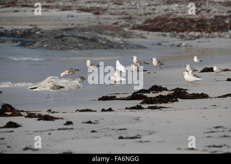 Les goélands, Islande, Gull Goéland bourgmestre Goéland marin Great Black, se nourrissant d'une carcasse de baleine sur beach, North Uist, Outer Hebrides, UK Banque D'Images