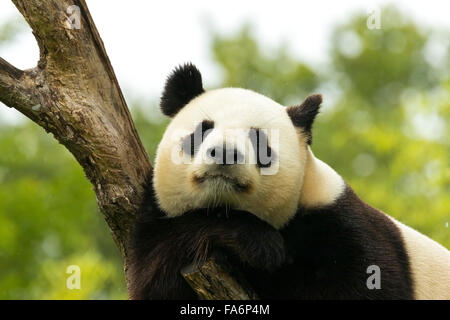 Ours panda géant s'endort au cours de la pluie dans une forêt après avoir mangé le bambou Banque D'Images
