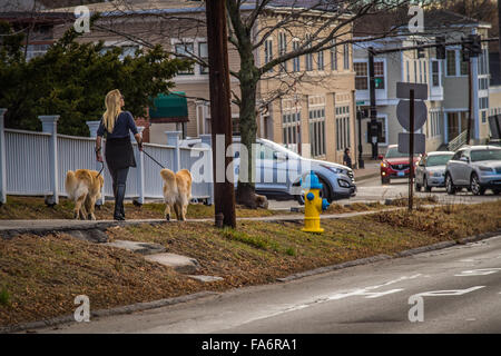 Une femme blonde et ses deux golden retrievers obtenir dans une promenade autour de la ville et de l'exercice sur ce très chaud inhabituel journée de décembre. Banque D'Images