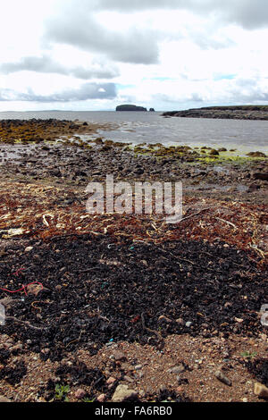 Plage de galets couverts d'algue marine, Tangwick Mainland Shetland Islands Scotland UK Banque D'Images