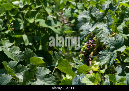 Vitis vinifera. Raisins sur la vigne au Tessin, Suisse. Banque D'Images