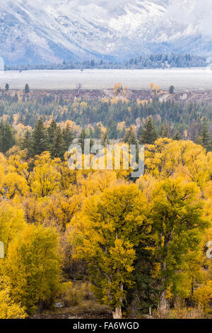 Automne arbres cottonwood Creek et de propagation de la ligne la Snake River dans le Grand Teton National Park, Wyoming. Banque D'Images