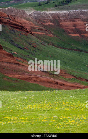 Deltoïdes wildflowers fleurissent en dessous d'une colline de grès le long de la route de chef Joseph dans le nord-ouest du Wyoming. Banque D'Images