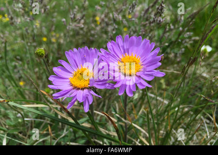 Aster des Alpes (Aster alpinus) fleurs sur une prairie alpine en Suisse. Banque D'Images