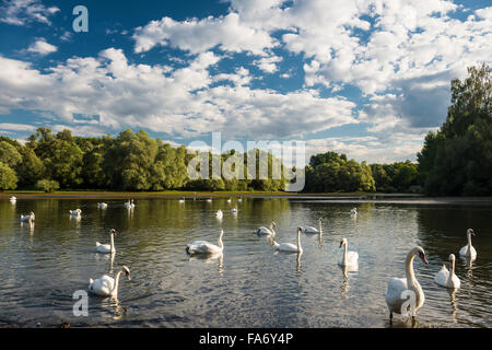 Les cygnes (Cygnus sp.), le delta de la Sauer, réserve naturelle entre Lauterbourg et Seltz, Bas-Rhin, Alsace, France