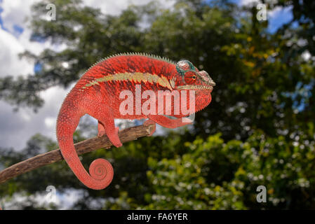 Caméléon panthère (Furcifer pardalis), forme locale Ankaramy, ouest de Madagascar Banque D'Images