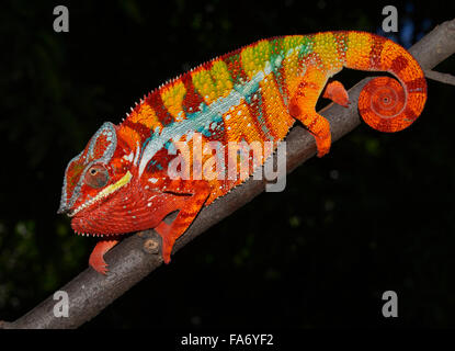 Caméléon panthère (Furcifer pardalis), forme locale de l'Ouest, Madagascar Ambilobe Banque D'Images