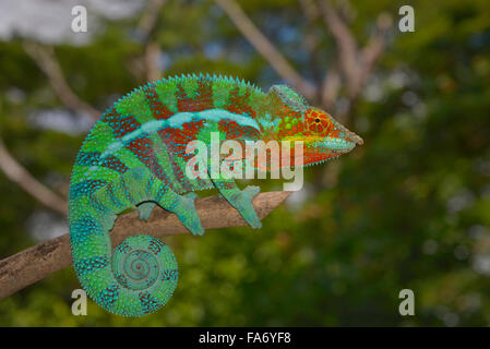 Caméléon panthère (Furcifer pardalis), forme locale Ambanja, ouest de Madagascar Banque D'Images