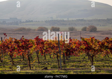 Vignes en automne à Ram's Gate Winery and Vineyards, Sonoma, California, USA Banque D'Images