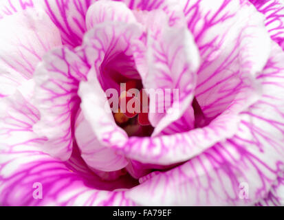 Fleur de lisianthus, gros plan Banque D'Images