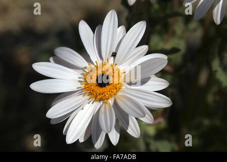 Namaqua blanc fleur Daisy Le Namaqualand Northern Cape Afrique du Sud Banque D'Images
