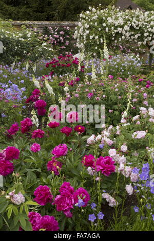 Lits fleuris magnifiquement et frontières, avec Paeonia lactiflora 'Adolphe Rousseau', roses, digitales etc à Mottisfont Abbey walle Banque D'Images