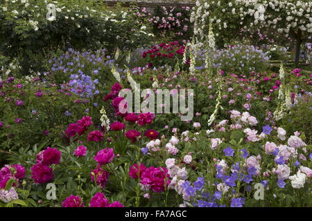 Lits fleuris magnifiquement et frontières, avec Paeonia lactiflora 'Adolphe Rousseau', roses, digitales etc à Mottisfont Abbey walle Banque D'Images