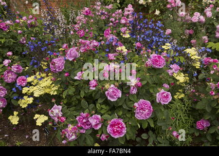 Lits rose fleuri magnifiquement et frontières, avec Anchusa azurea à Mottisfont Abbey Rose Garden fortifiée à la mi-juin ; Hampshire Banque D'Images