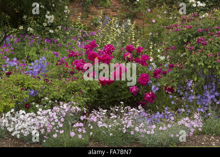 Lits fleuris magnifiquement et les frontières, avec des pivoines, roses etc à Mottisfont Abbey Rose Garden fortifiée à la mi-juin ; Hampshire Banque D'Images