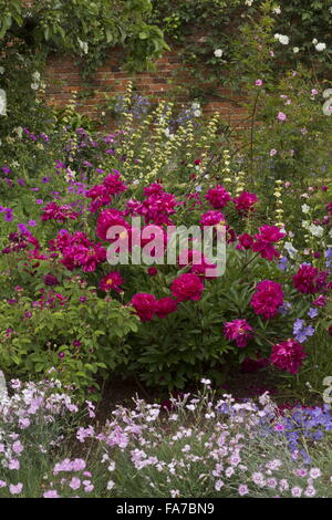 Lits fleuris magnifiquement et les frontières, avec des pivoines, roses etc à Mottisfont Abbey Rose Garden fortifiée à la mi-juin ; Hampshire Banque D'Images