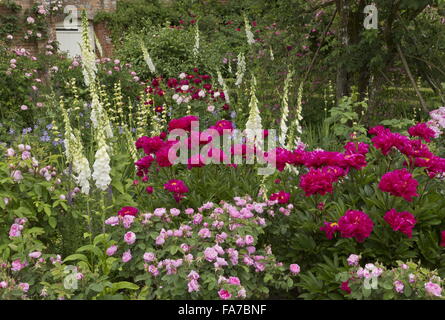 Lits fleuris magnifiquement et frontières à Mottisfont Abbey paroi jardin rose, avec des roses, pivoines, digitales etc à la mi-juin ; Ham Banque D'Images