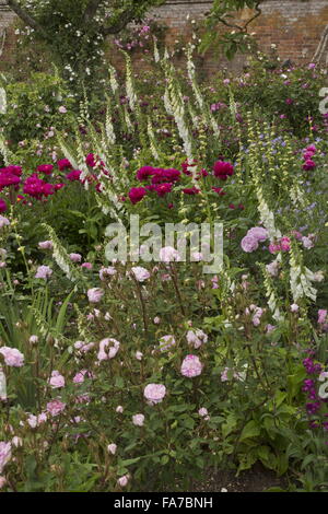 Lits fleuris magnifiquement et frontières à Mottisfont Abbey paroi jardin rose, avec des roses, pivoines, digitales etc à la mi-juin ; Ham Banque D'Images