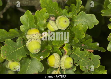Chêne, Quercus robur, avec les glands de maturation. Le Dorset. Chêne pédonculé, le chêne pédonculé, le chêne français Banque D'Images