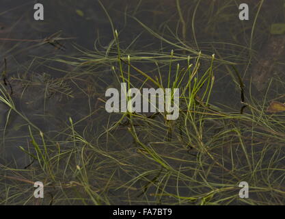 Club-rush flottante, Eleogiton fluitans, dans le loch sur l'île de Coll, Hébrides intérieures, de l'Écosse. Banque D'Images