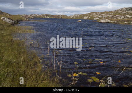 Un nettoyage à distance d'une végétation non polluée, un loch loch acide Mhill Aird, l'île de Coll, Hébrides intérieures, de l'Écosse. Banque D'Images