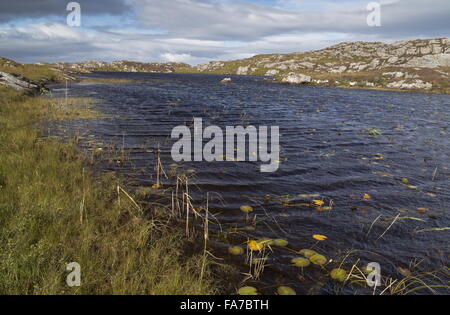 Un nettoyage à distance d'une végétation non polluée, un loch loch acide Mhill Aird, l'île de Coll, Hébrides intérieures, de l'Écosse. Banque D'Images