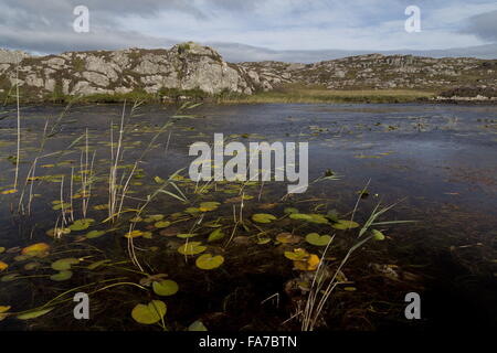 Un nettoyage à distance d'une végétation non polluée, un loch loch acide Mhill Aird, l'île de Coll, Hébrides intérieures, de l'Écosse. Banque D'Images