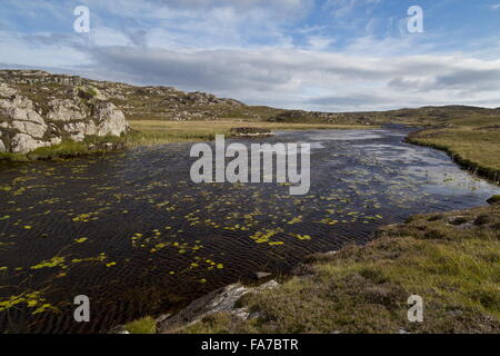 Un nettoyage à distance d'une végétation non polluée, un loch loch acide Mhill Aird, l'île de Coll, Hébrides intérieures, de l'Écosse. Banque D'Images