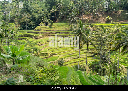 Les terrasses de riz de Tegalalang près de Ubud, Bali, Indonésie Banque D'Images
