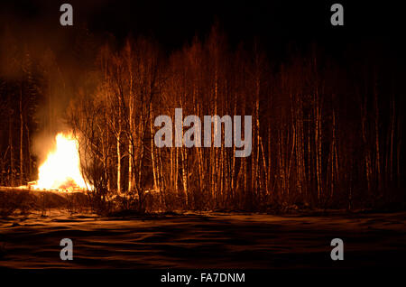 Feu de nuit en hiver massif bouleau forest Banque D'Images