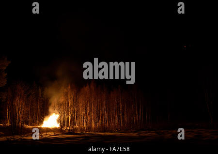 Feu de nuit en hiver massif bouleau forest Banque D'Images