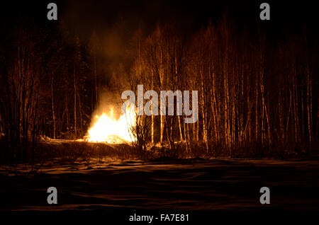 Feu de nuit en hiver massif bouleau forest Banque D'Images