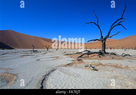 La Namibie, Namib-Naukluft National park, Sossusvlei, Dead vlei, Dead Camel arbres épineux (Acacia erioloba) // Namibie, Namib-Nauklu Banque D'Images