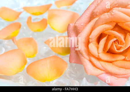 rose sur la glace Banque D'Images